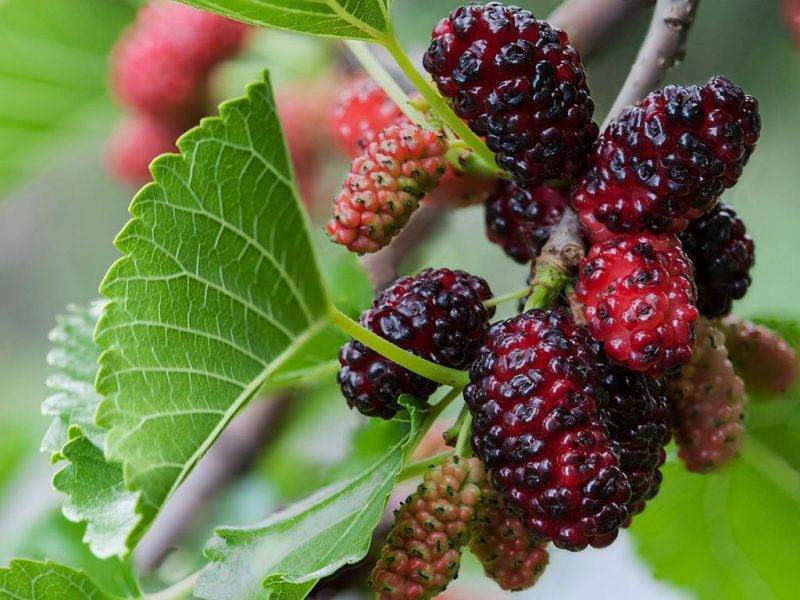 Шелковица купить саженцы из питомнике в Курганинске
