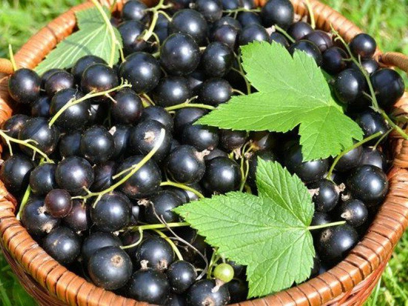 Смородина купить саженцы из питомника в Курганинске