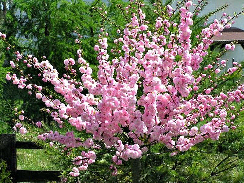 Миндаль купить саженцы из питомника в Курганинске