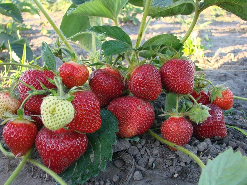 Клубника купить саженцы из питомника в Курганинске