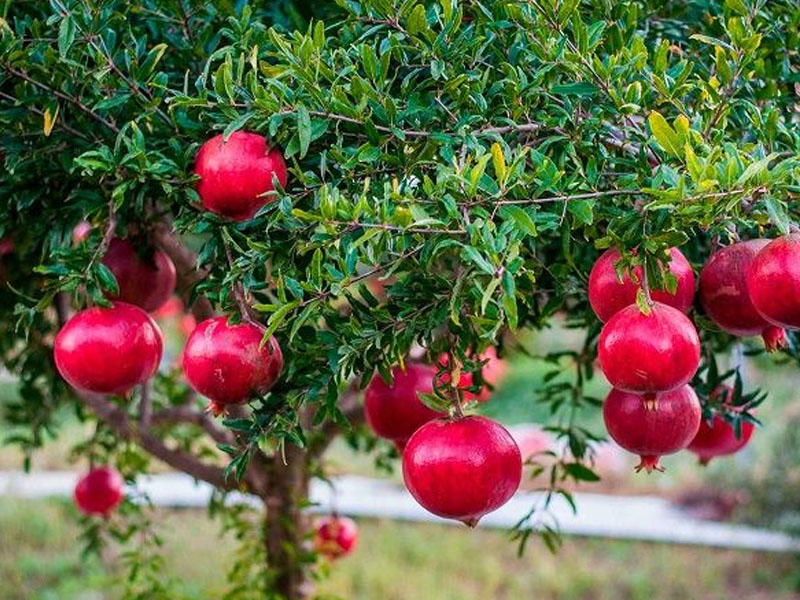 Гранат купить саженцы из питомника в Курганинске