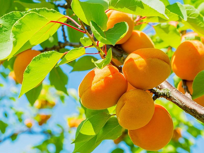 Абрикос купить саженцы из питомнике в Курганинске