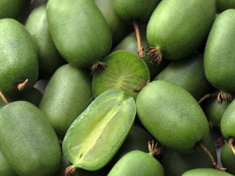 Актинидия купить саженцы из питомнике в Курганинске