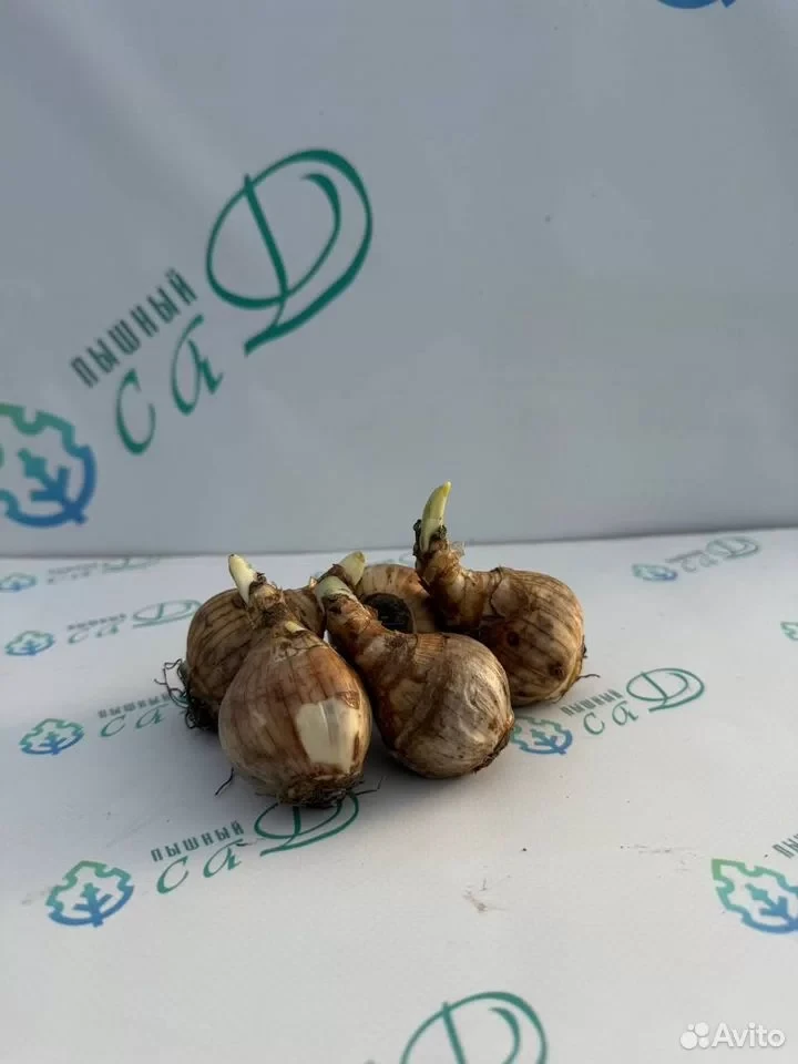 Нарцисс "ЭРЛИЧИР" (5 штук)