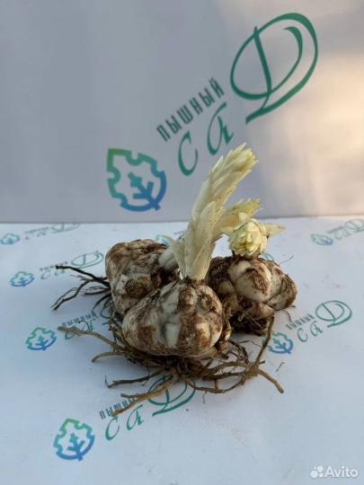 Лилия "ФЛОРА ПЛЕНА" 3 штуки (размер 18/20)