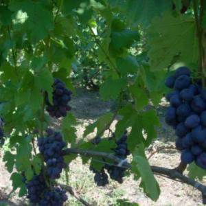 Виноград "КАТАЛОНИЯ"