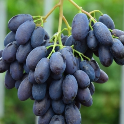 Виноград "КАТАЛОНИЯ"