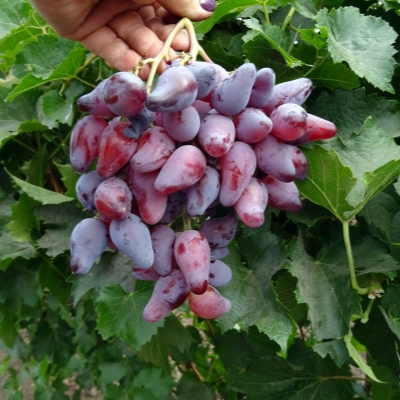 Виноград "ОСКАР"
